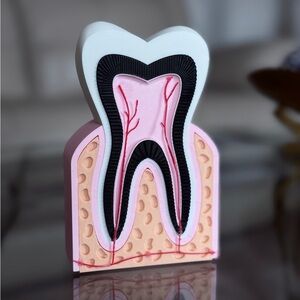 3D Printed Anatomical Tooth Model.